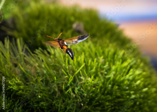 close up eumeninae wasp flying