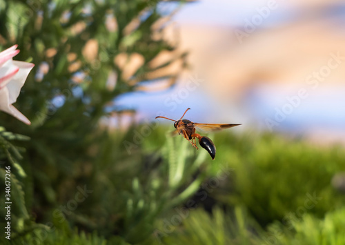 eumeninae potter wasp flying