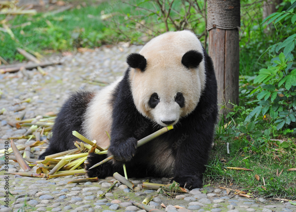 Cute giant panda bear eating bamboo Cute giant panda bear eating bamboo