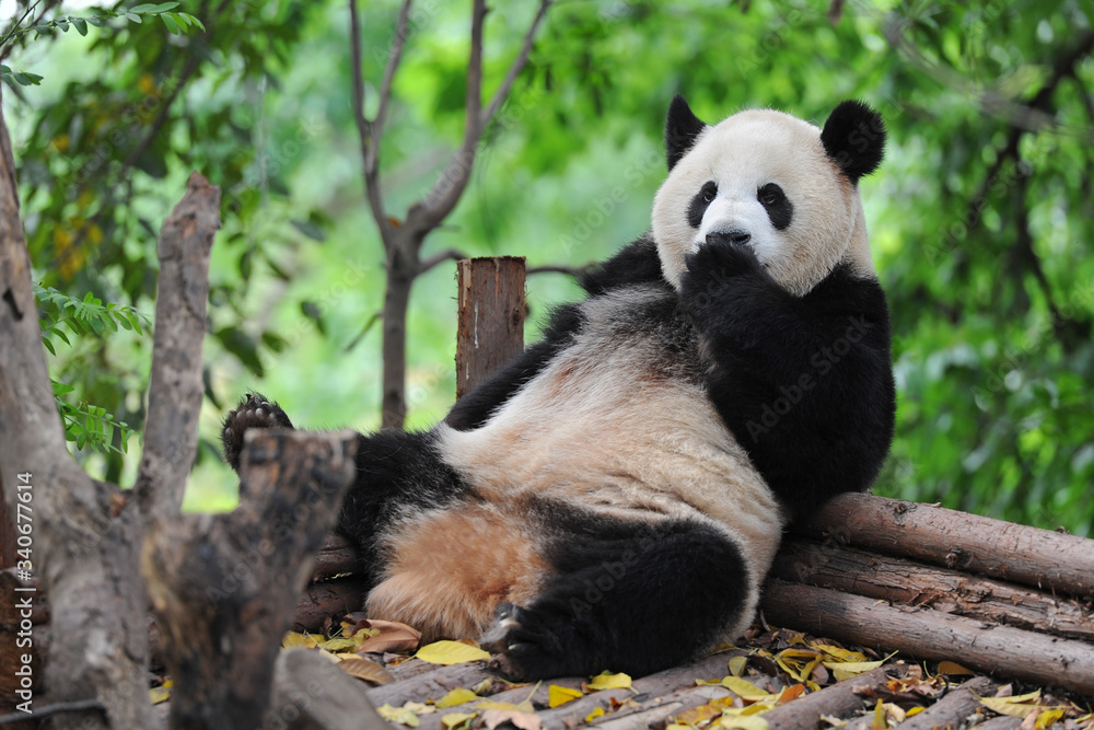 Fototapeta premium Adult giant panda bear taking a rest