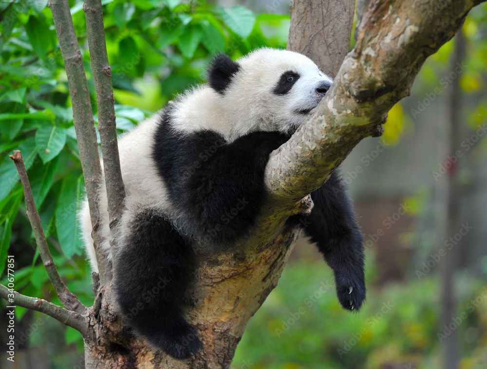 Cute giant panda bear sleeping Cute giant panda bear sleeping