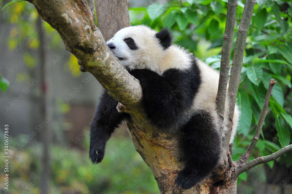 Fototapeta premium Cute giant panda bear sleeping