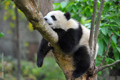 Cute giant panda bear sleeping © wusuowei