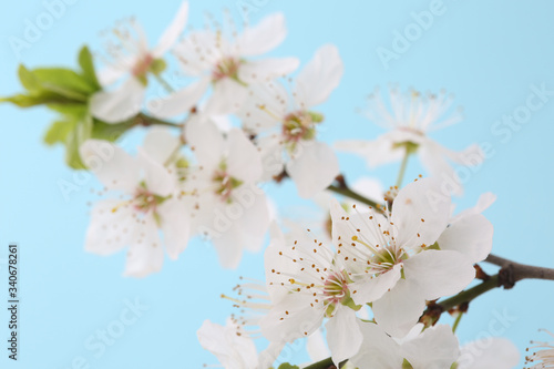 Blooming cherry tree over blue background © Vitalii Hulai