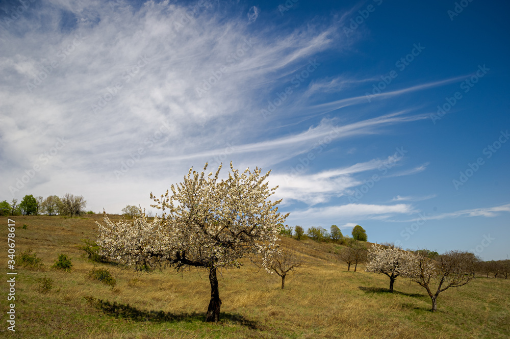 blue skies hill and tree blue skies hill and tree