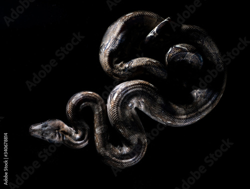 the black snake on black