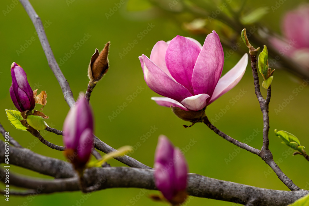 Fototapeta premium Blooming pink magnolia. Branch with magnolia flowers.