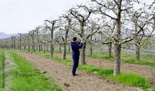 farmer checking up condition of apple tree with blossoms © bellakadife