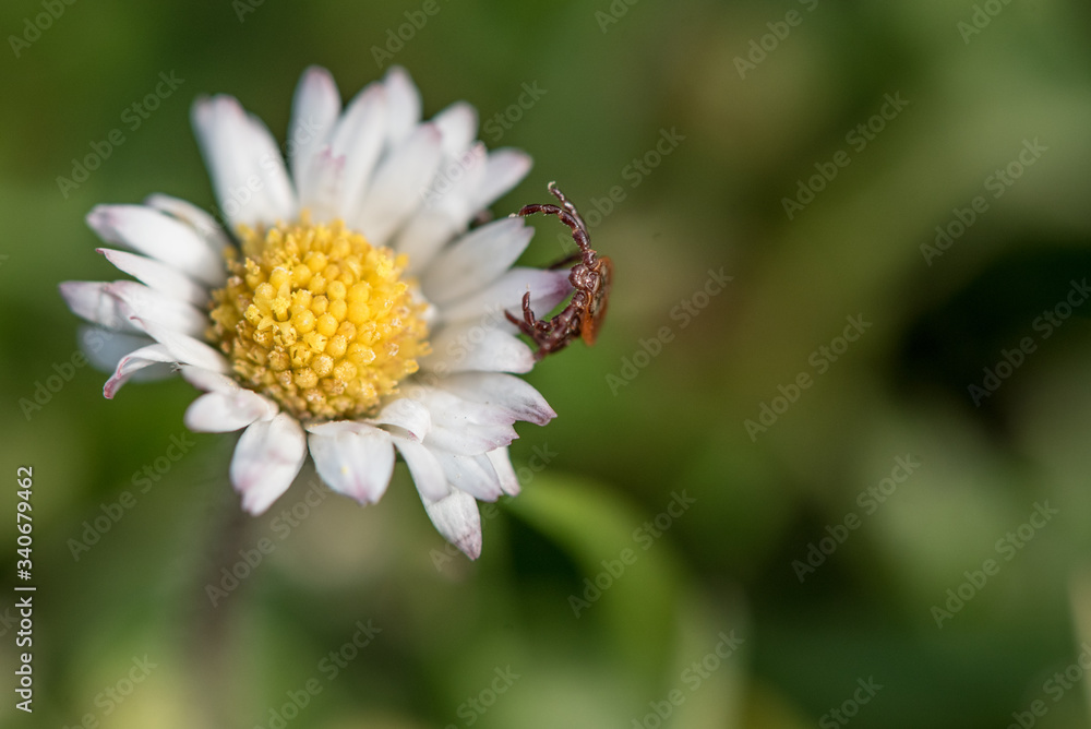 Isolated tick waiting on a flower for a new victim