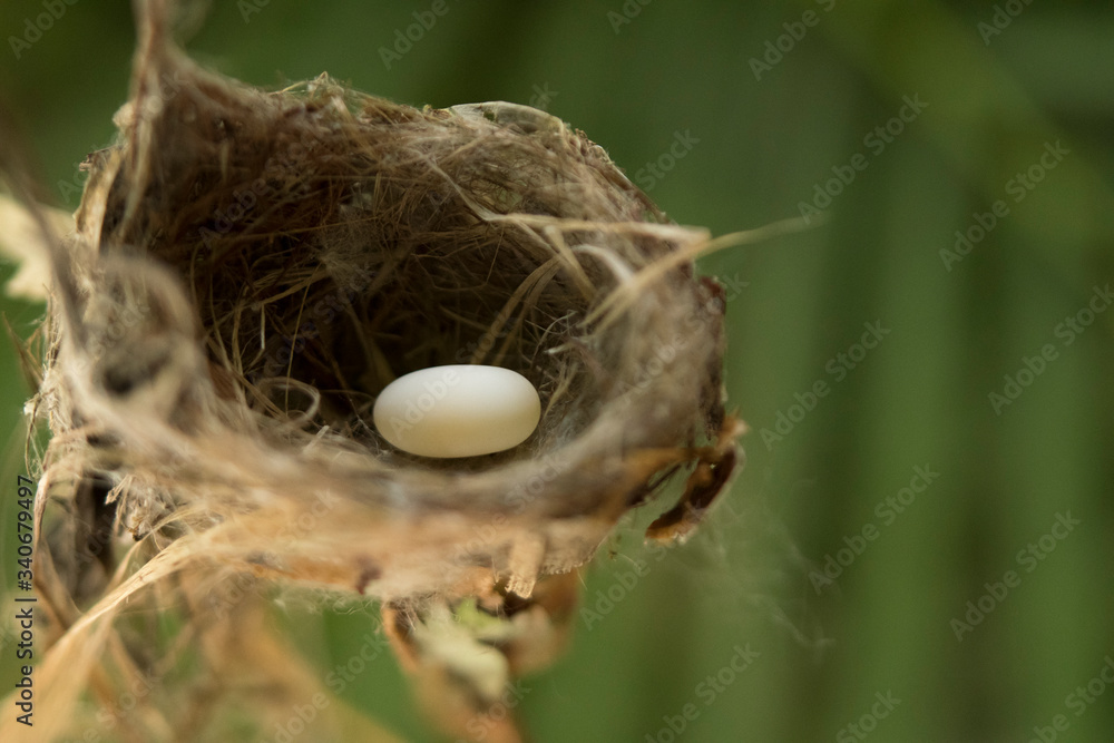 Hummingbird bird nest with eggs Hummingbird bird nest with eggs