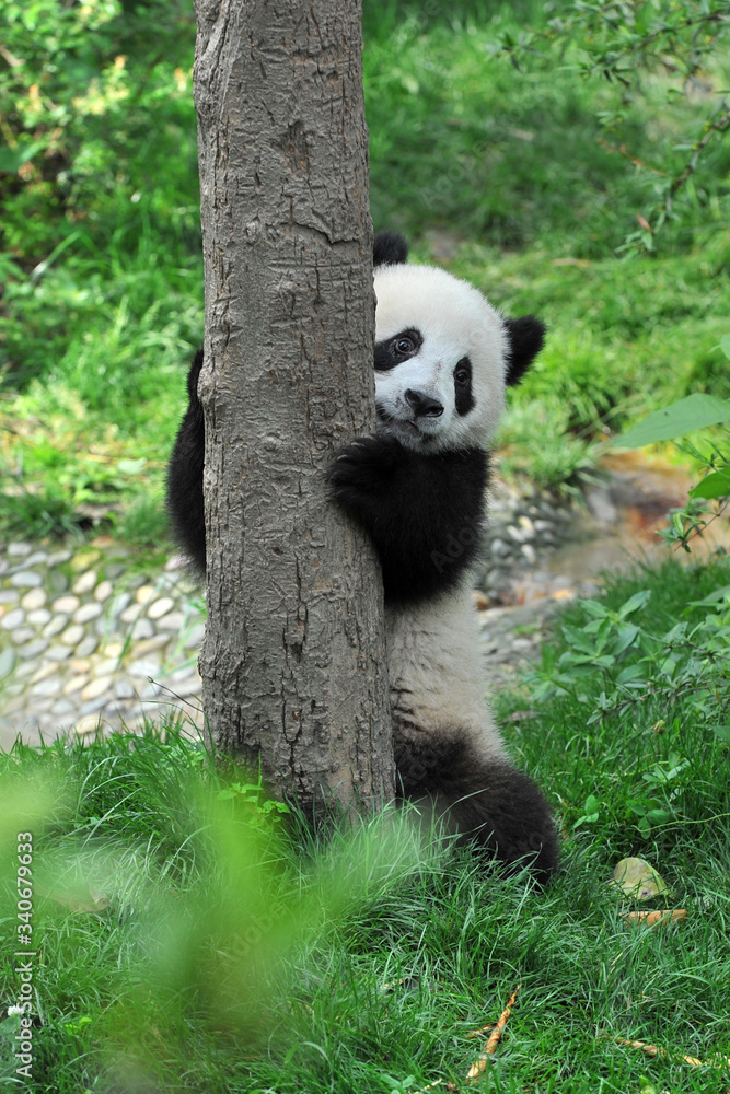 Fototapeta premium adorable, animal, asia, asian, bamboo, bear, beast, beautiful, behind, big, bite, black, chengdu, china, chinese, close-up, closeup, cub, cute, endangered, eye-pad, eyes, fat, forest, fur, giant, gree