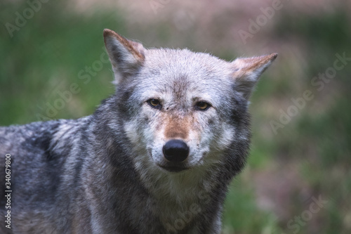 Mackenzie Valley wolf portrait