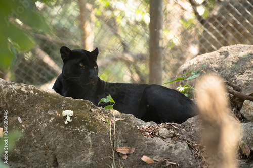 black jaguar resting