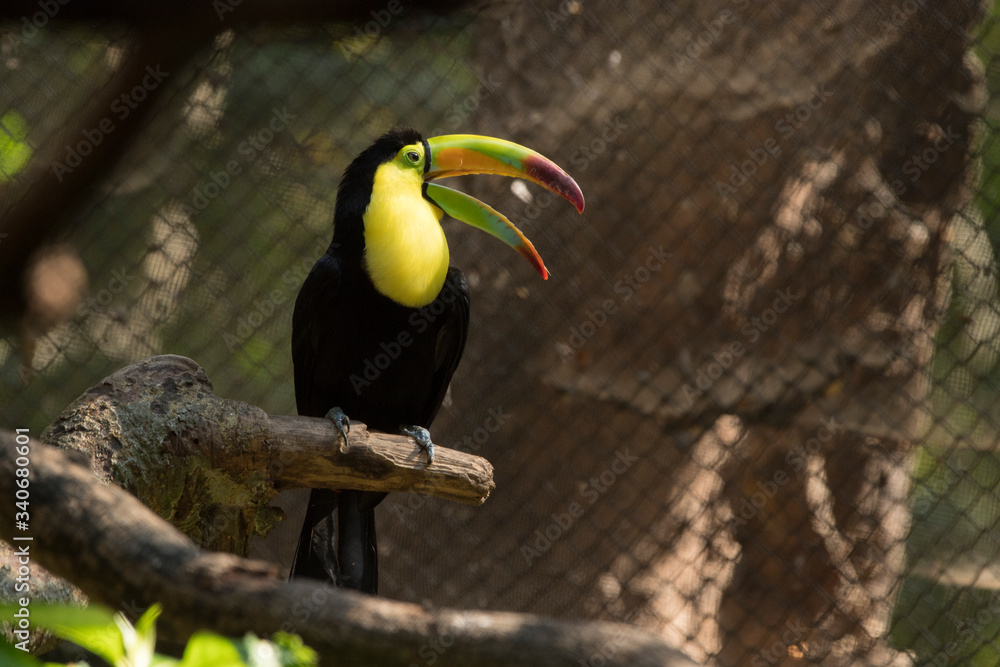 Fototapeta premium toucan on a branch