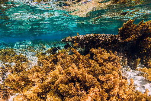 Fototapeta Naklejka Na Ścianę i Meble -  Underwater scene with seaweed and corals in tropical sea