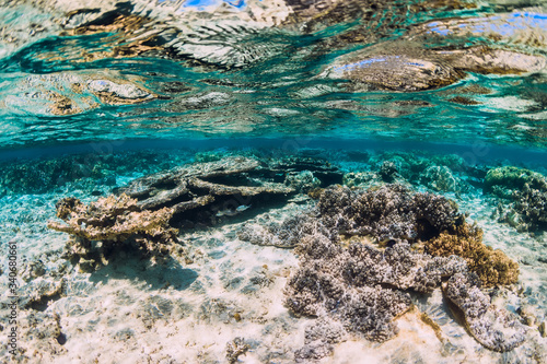 Fototapeta Naklejka Na Ścianę i Meble -  Corals and fish in blue transparent ocean, tropical underwater view
