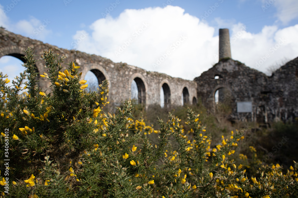 Gorse flowers in a Cornish mine ruin