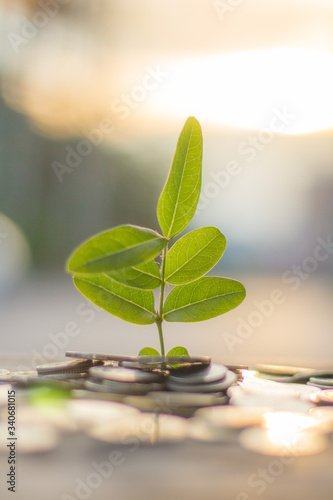 Finance and save money concept with business for planting tree