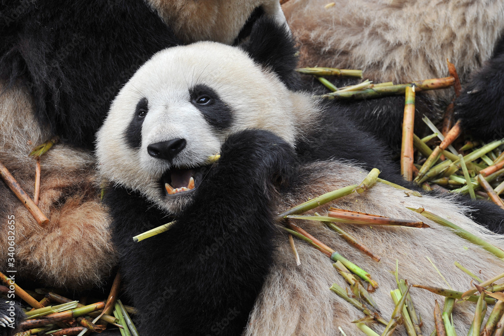 Fototapeta premium Cute giant panda bear eating bamboo