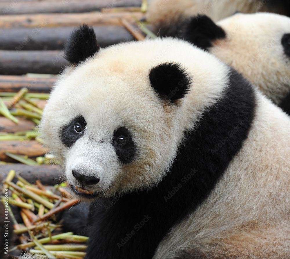 Cute giant panda bear