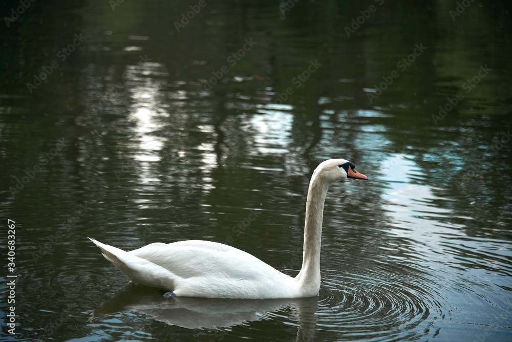Fototapeta premium Schwan