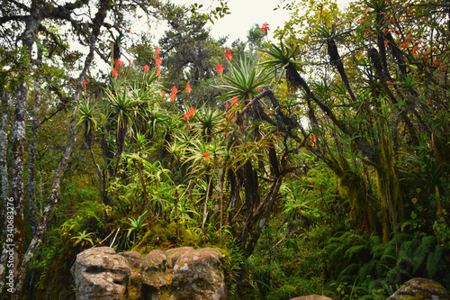 Fototapeta Naklejka Na Ścianę i Meble -  Afrykańska dżungla w Republice Południowej Afryki