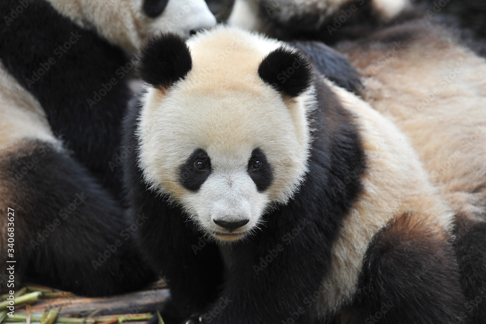 Cute giant panda bear Cute giant panda bear