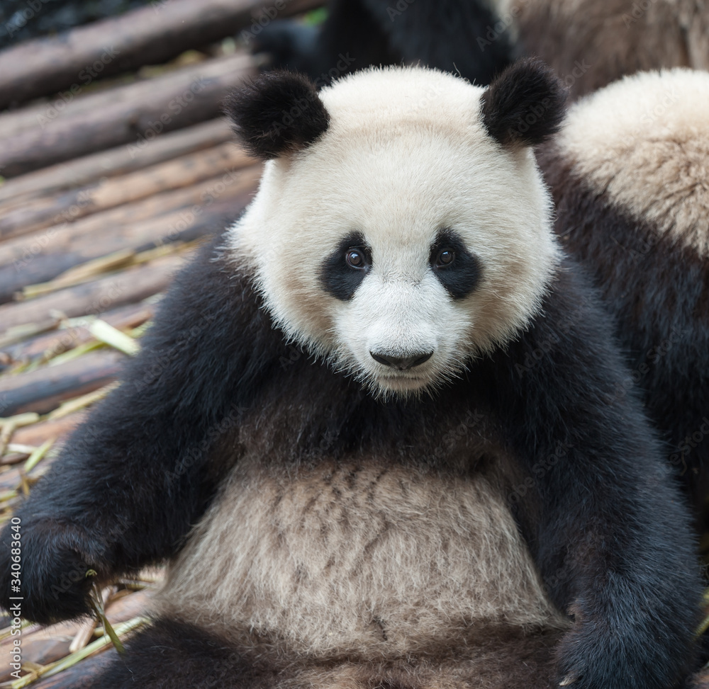 Fototapeta premium Cute giant panda bear
