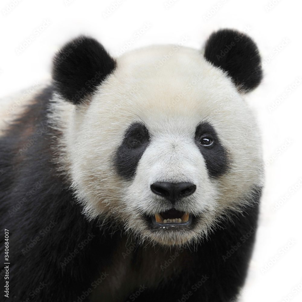 Cute giant panda bear winking (one eye closed, one open)d
