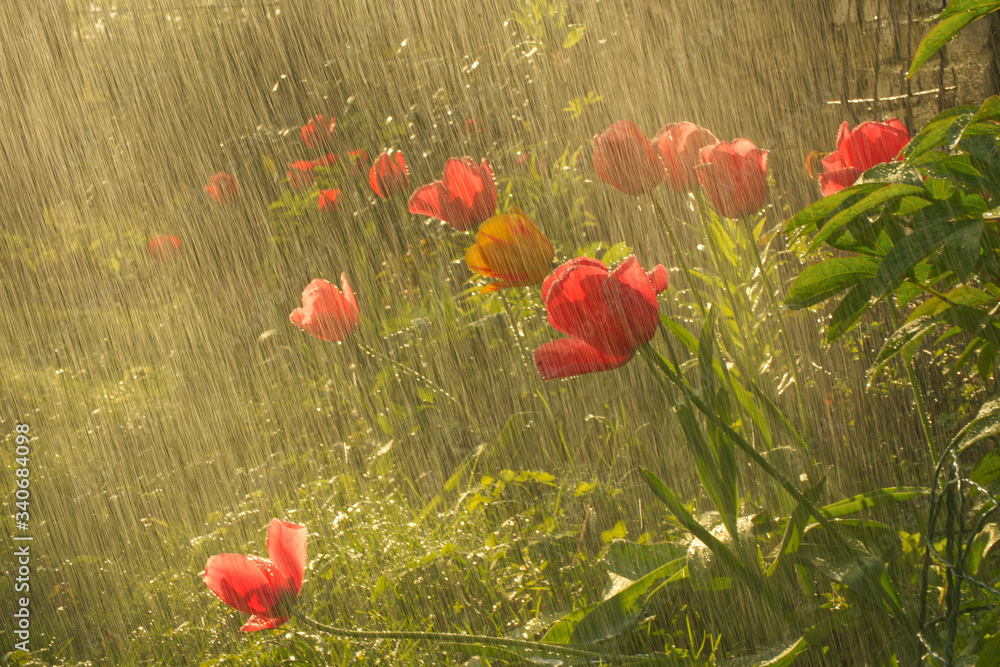 Fototapeta premium Tulpen im Regen