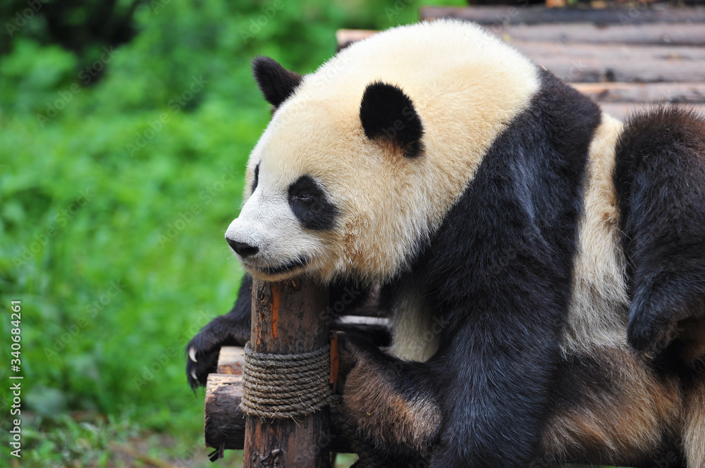 Cute giant panda bear Cute giant panda bear
