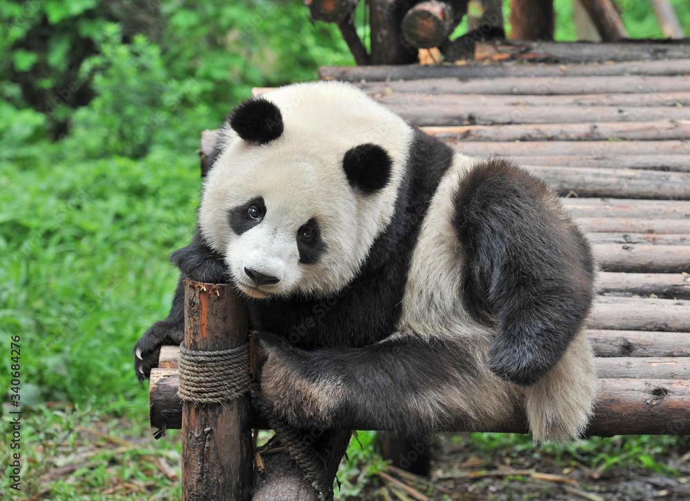 Obraz premium Cute giant panda bear