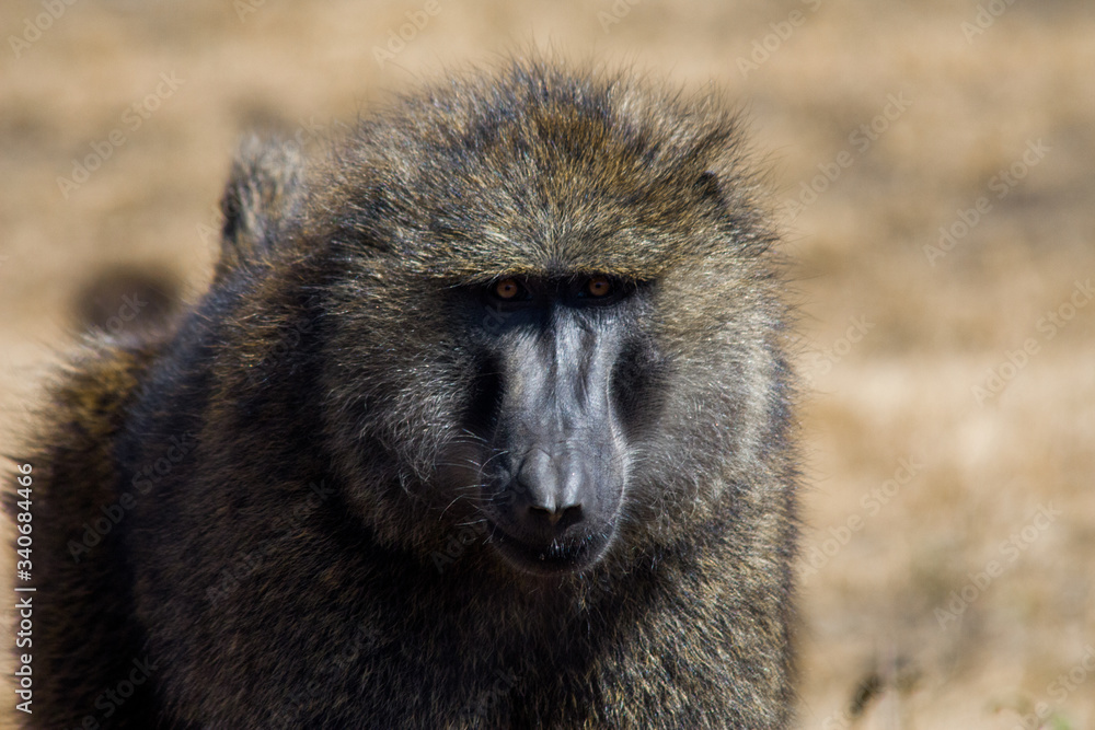 Baboon in Masai Mara Baboon in Masai Mara