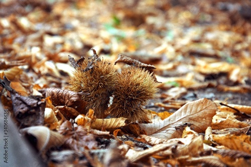 chestnuts fallen together with the leaves in autumn