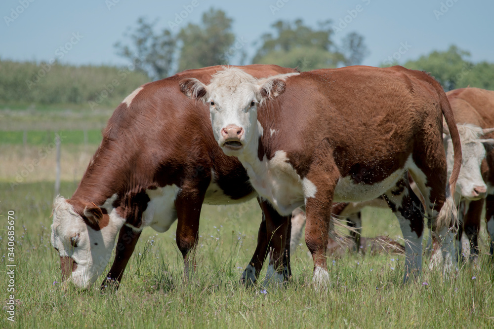 Photography cows in rural field. Photography cows in rural field.