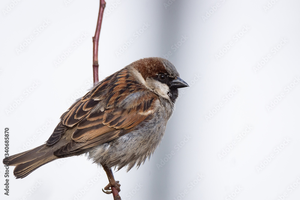 Obraz premium Sparrow on the tree