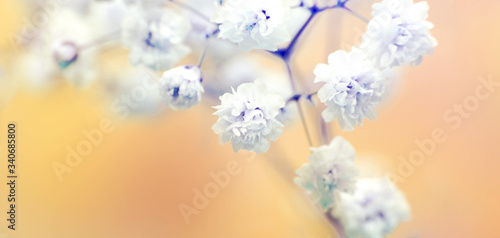 Soft focus white flower. Blur nature horizontal background. © Liliia