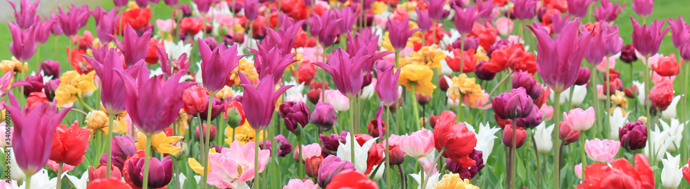 A field of colorful tulips in a park.