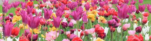 Fototapeta Naklejka Na Ścianę i Meble -  A field of colorful tulips in a park.
