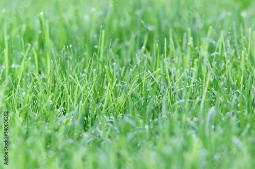 Fresh green grass. Lawn in the yard.