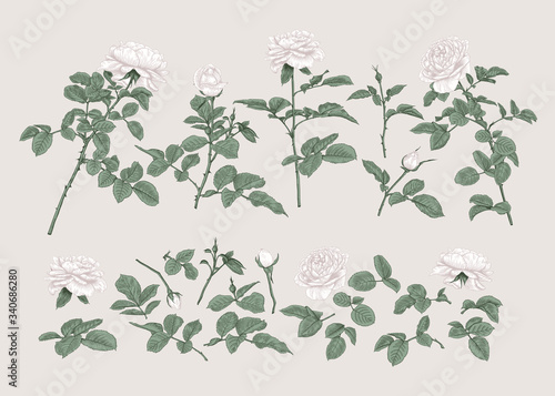 Set with white roses. Botanical vector illustration.Pastel colors.