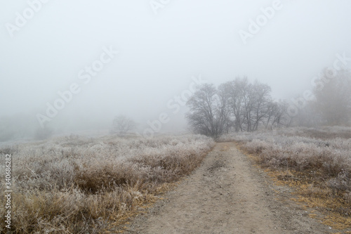 foggy road in the frosty forest