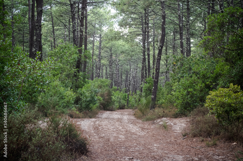 Chemin dans la forêt des Landes en France, après la pluie Chemin dans la forêt des Landes en France, après la pluie