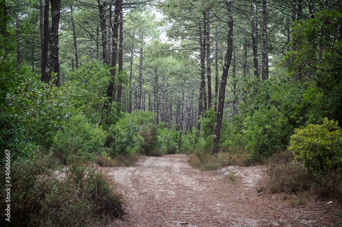 Chemin dans la for  t des Landes en France  apr  s la pluie