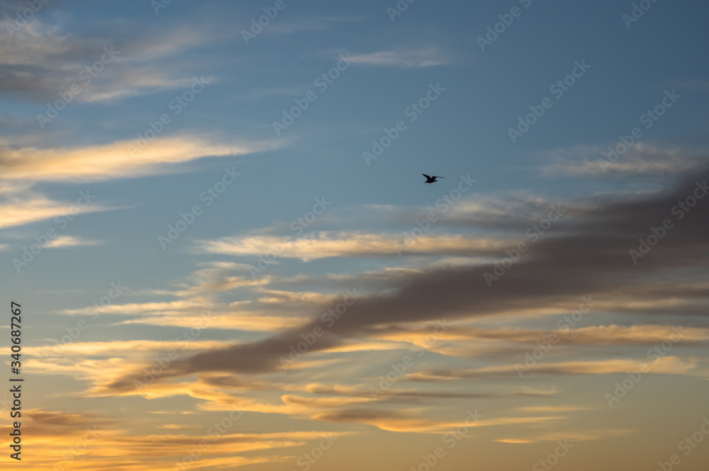 Oiseau volant dans un magnifique coucher de soleil sur l'océan