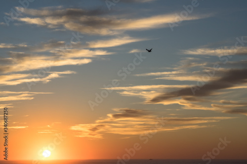 Oiseau dans le coucher de soleil sur l'océan