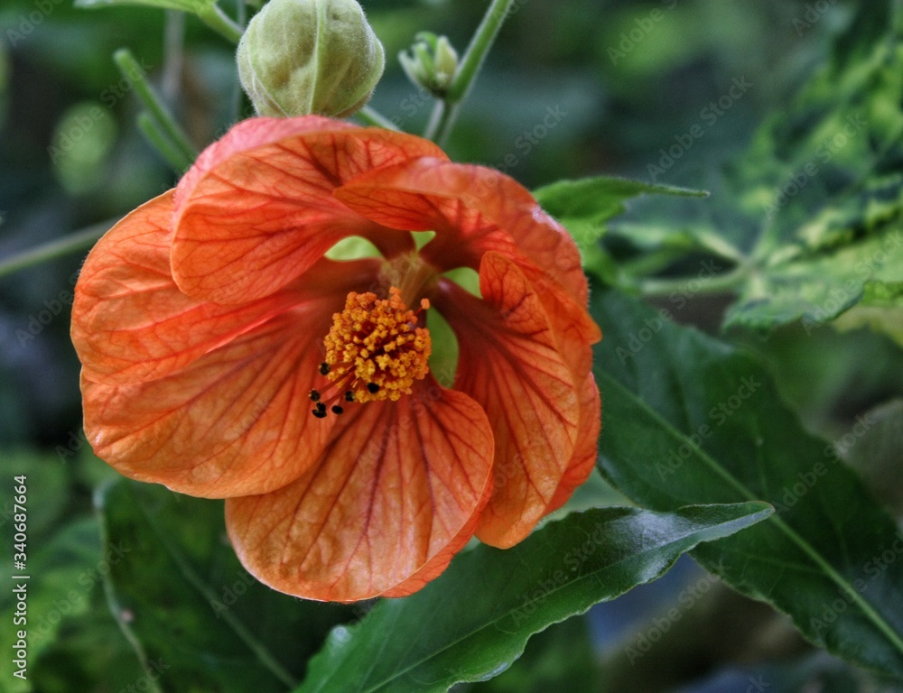 Beautiful orange flower on green background Beautiful orange flower on green background