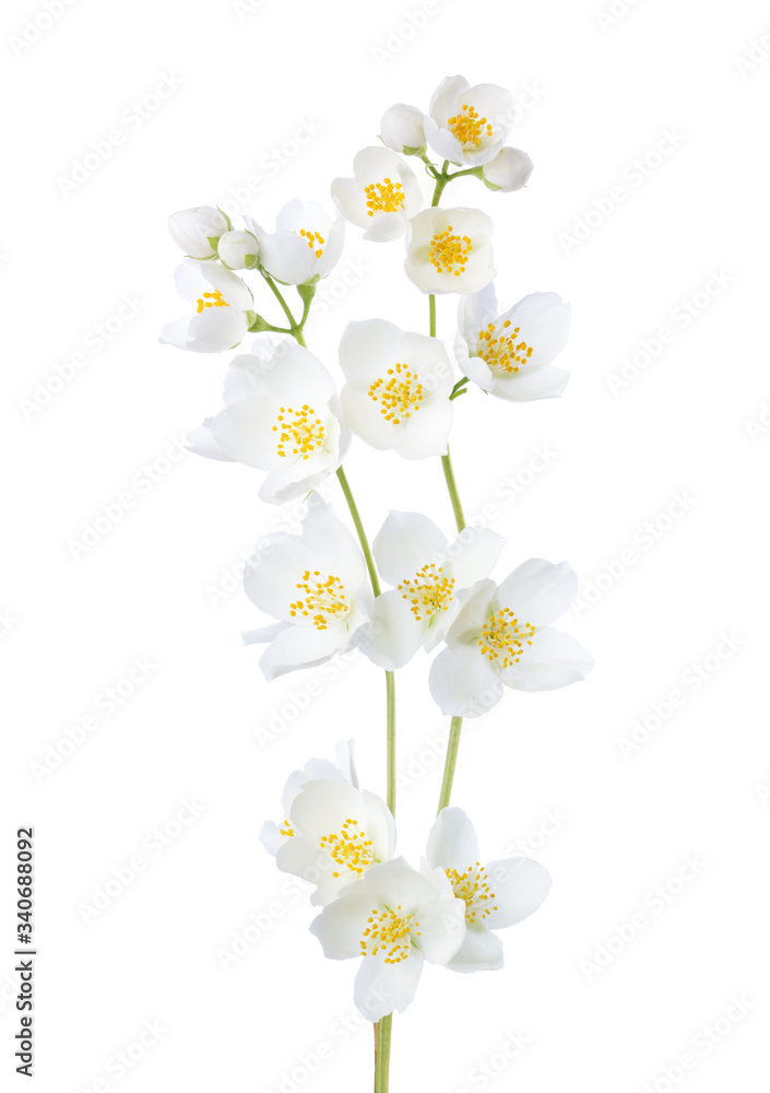 Branches of Jasmine's (Philadelphus) flowers isolated on white background.
