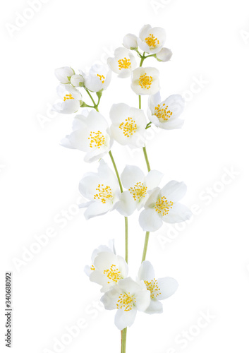 Obraz na płótnie Branches of Jasmine's (Philadelphus) flowers isolated on white background. w salonie