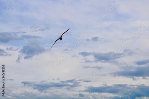 west-coast seagull in flight © Sarah
